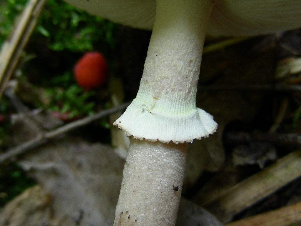 Amanita....variet